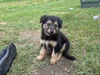 Nala, a female German Shepherd Dog for sale in Homer, MI – 3 of 7
