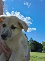 Timber, a male German Shepherd Dog and Anatolian Shepherd Dog for sale in Homer, MI – 8 of 9