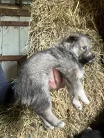Willow, a female Norwegian Elkhound for sale in Homer, MI – 5 of 5