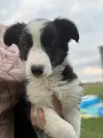 Oreo, a male Australian Cattle Dog and Australian Shepherd for sale in Homer, MI – 3 of 6