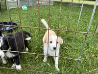 Rosie , a female Australian Cattle Dog and Australian Shepherd for sale in Homer, MI – 9 of 9