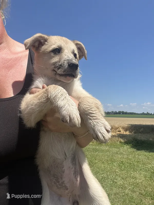 Mally – German Shepherd Dog puppy for sale in Homer, MI