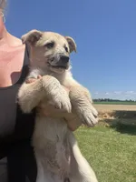 Mally, a female German Shepherd Dog for sale in Homer, MI – 1 of 10