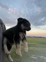 Tracker , a male German Shepherd Dog for sale in Homer, MI – 3 of 3