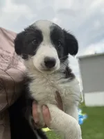 Oreo, a male Australian Cattle Dog and Australian Shepherd for sale in Homer, MI – 1 of 6