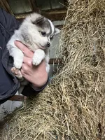 Luna , a female Norwegian Elkhound for sale in Homer, MI – 3 of 7
