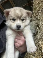 Sadie, a male Norwegian Elkhound for sale in Homer, MI – 2 of 6