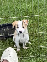 Rosie , a female Australian Cattle Dog and Australian Shepherd for sale in Homer, MI – 5 of 9