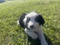 Moose, a male Border Collie and Great Pyrenees for sale in Homer, MI – 10 of 10