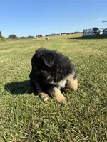 Gunner, a male German Shepherd Dog for sale in Homer, MI – 9 of 9