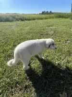 Nelly , a female Border Collie and Great Pyrenees for sale in Homer, MI – 4 of 5
