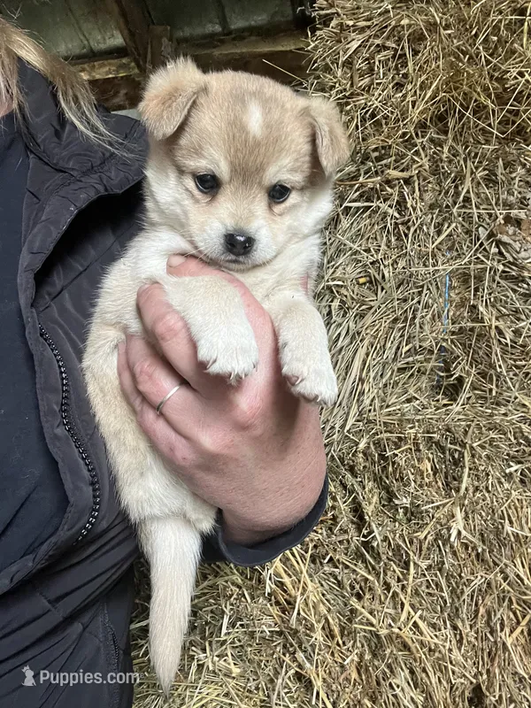 Timber – Norwegian Elkhound puppy for sale in Homer, MI