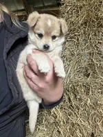 Timber, a male Norwegian Elkhound for sale in Homer, MI – 1 of 5