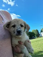 Mally, a female German Shepherd Dog and Anatolian Shepherd Dog for sale in Homer, MI – 2 of 8