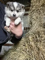 Luna , a female Norwegian Elkhound for sale in Homer, MI – 2 of 7