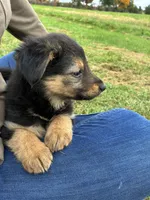 Sadie, a female German Shepherd Dog and Golden Retriever for sale in Homer, MI – 2 of 8