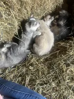 Luna , a female Norwegian Elkhound for sale in Homer, MI – 7 of 7