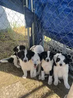 Trigger , a male Border Collie and Great Pyrenees for sale in Homer, MI – 5 of 9