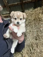 Timber, a male Norwegian Elkhound for sale in Homer, MI – 5 of 5