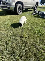 Axe, a male Border Collie and Great Pyrenees for sale in Homer, MI – 3 of 7