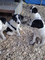 Nova, a female Border Collie and Great Pyrenees for sale in Homer, MI – 5 of 8