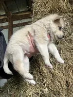 Sadie, a male Norwegian Elkhound for sale in Homer, MI – 6 of 6