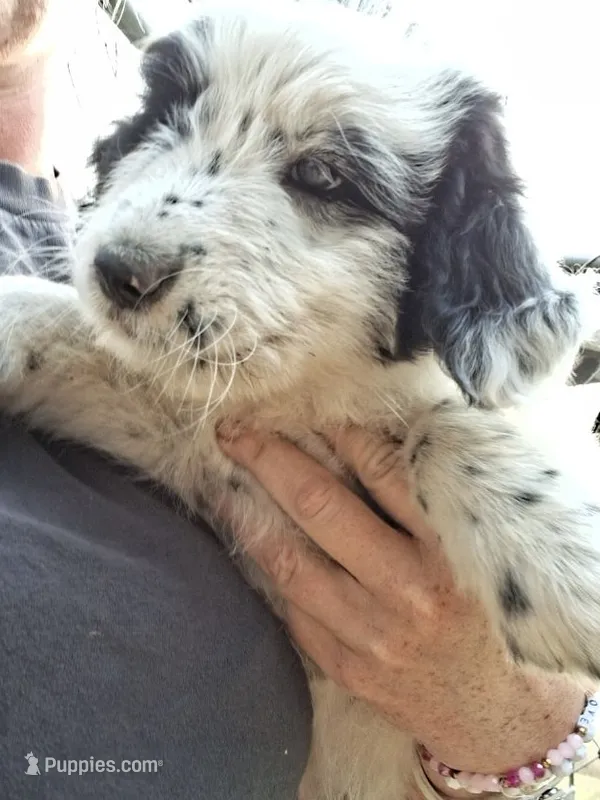 Max  – Border Collie, Old English Sheepdog puppy for sale in Homer, MI