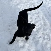 Bell, a female German Shepherd Dog and Labrador Retriever for sale in Homer, MI – Photo 5 of 5