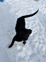 Bell, a female German Shepherd Dog and Labrador Retriever for sale in Homer, MI – Photo 5 of 5