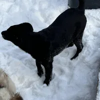 Bell, a female German Shepherd Dog and Labrador Retriever for sale in Homer, MI – Photo 2 of 5
