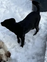 Bell, a female German Shepherd Dog and Labrador Retriever for sale in Homer, MI – Photo 2 of 5
