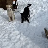 Bell, a female German Shepherd Dog and Labrador Retriever for sale in Homer, MI – Photo 3 of 5