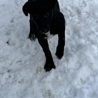 Bell, a female German Shepherd Dog and Labrador Retriever for sale in Homer, MI – Photo 1 of 5
