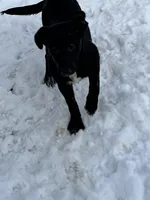 Bell, a female German Shepherd Dog and Labrador Retriever for sale in Homer, MI – Photo 1 of 5