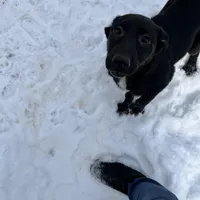 Bell, a female German Shepherd Dog and Labrador Retriever for sale in Homer, MI – Photo 4 of 5