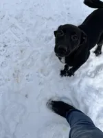 Bell, a female German Shepherd Dog and Labrador Retriever for sale in Homer, MI – Photo 4 of 5
