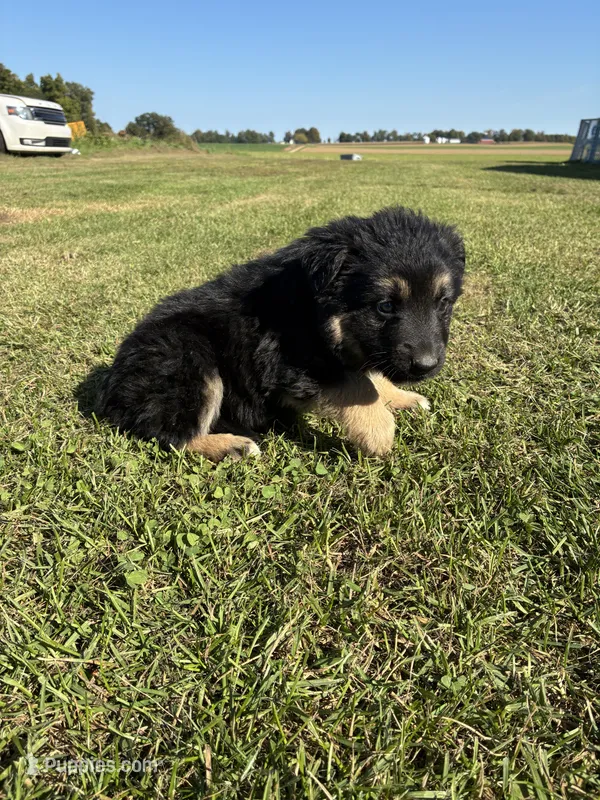 Gunner – German Shepherd Dog puppy for sale in Homer, MI