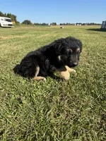 Gunner, a male German Shepherd Dog for sale in Homer, MI – 1 of 9
