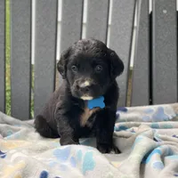 Clover, a female Golden Mountain Dog for sale in Forrest, IL – 5 of 8