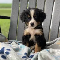 Yellow Boy, a male Bernese Mountain Dog for sale in Forrest, IL – 4 of 5