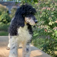 Trixy, a female Poodle - Standard  for sale in Forrest, IL – 7 of 7