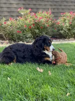 Bernese Mtn Dog Puppies Expected, a  Bernese Mountain Dog for sale in Forrest, IL – 4 of 10