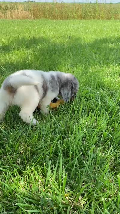 Steel, a male Poodle - Multi-Colored Standard and Poodle - Standard  for sale in Forrest, IL – 9 of 9