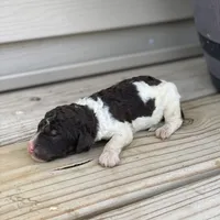 Milo, a male Poodle - Multi-Colored Standard and Poodle - Standard  for sale in Forrest, IL – 2 of 5