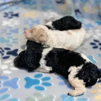 Polaris, a male Poodle - Multi-Colored Standard and Poodle - Standard  for sale in Forrest, IL – 2 of 5