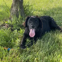 Bella, a female Golden Mountain Dog for sale in Forrest, IL – 4 of 9