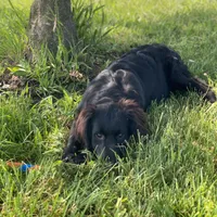 Bella, a female Golden Mountain Dog for sale in Forrest, IL – 2 of 9