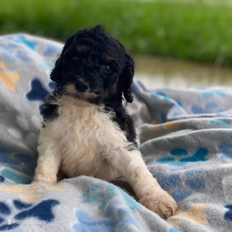 Trixy – Poodle - Standard  puppy for sale in Forrest, IL