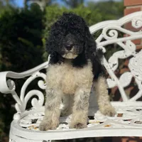Aurora, a female Poodle - Standard  for sale in Forrest, IL – 4 of 5