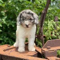 Zoey, a female Poodle - Multi-Colored Standard and Poodle - Standard  for sale in Forrest, IL – 4 of 10